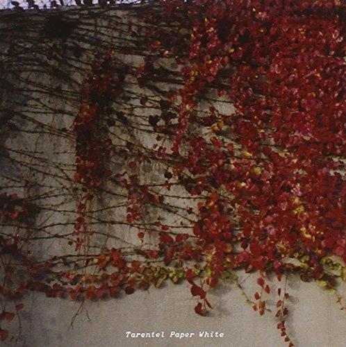 Glen Innes, NSW, Paper White, Music, CD EP, Rocket Group, Dec10, TEMPORARY RESIDENCE LTD., Tarentel, Pop